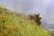 美国佛州短吻鳄偷西瓜被抓拍