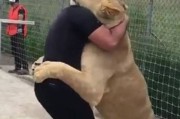墨西哥收容所母狮子Kiara三岁生日热情拥抱小时候照顾它的人