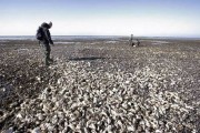 外来种太平洋生蚝严重破坏海岸生态 丹麦邀请中国人帮忙吃生蚝