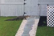 拍到罕见一幕：美国一只鳄鱼竟然走到某户人家前起身敲门