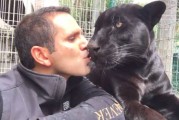 国际救援组织“黑豹白虎基金会”创办人Eduardo Serio养了一只帅气黑豹