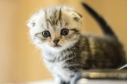 两个月小猫一天吃多少猫粮 两个月小猫一天吃多少猫粮多少羊奶粉