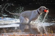 拉布拉多犬连续25年成为美国最受欢迎犬种