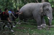 肆虐泰国农庄5个月 500人合力送走两野象