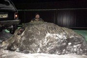 俄罗斯猎人打死一只重量超过500公斤的巨型野猪