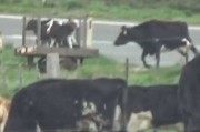 眼见孩子送上屠宰车 牧场里的母牛在后头狂追