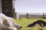 澳洲守护小蓝企鹅超过10年的牧羊犬Oddball走了