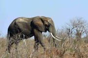 意大利游客在肯尼亚国家公园走近大象拍照惨被踩死