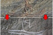 挪威“好心”少年为让游客可更清楚欣赏 划花4000年历史石刻