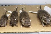美国博士生修读老鼠研究 捉巨型老鼠制成标本
