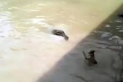 秘鲁无辜小猫被恶劣男丢入充满鳄鱼的水池中