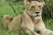 南非克鲁格国家公园两只狮子及逾百只秃鹰进食有毒大象尸体后死亡