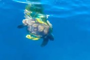 美国海边一只赤蠵龟惨被气球缠住