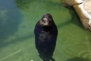 美国夏威夷威基基水族馆僧海豹不停地浮在水面上旋转的影片在网络疯传