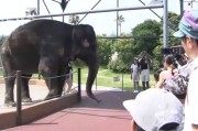 日本和歌山县白滨町动物园大象洗澡突发恶 挥鼻一击袭杀饲养员