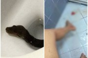 泰国女子家中如厕 蟒蛇突然从坐厕游出来咬屁股