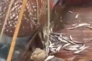 俄罗斯渔夫出海捕鱼意外捕上一只海狮