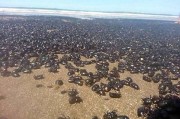 阿根廷度假区海滩被百万甲虫入侵