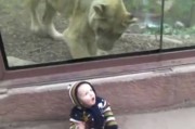 美国科罗拉多州动物园凶猛狮子隔着玻璃欲噬小男孩