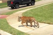 美国德州休斯敦市郊街头突然出现一只小老虎