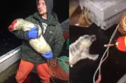 加拿大雅茅斯发生渔夫虐待小海豹事件 捕上船后打到血流满面