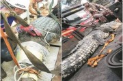 马来西亚鳄鱼突闯发电厂水闸 被困11小时断气亡