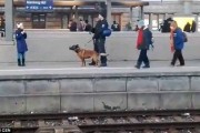 德国火车站警犬突然发狂 推女途人落路轨