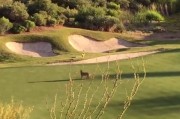 美国亚利桑那州山狮闯高尔夫球场
