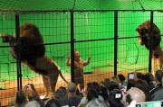 狮子听棒击声就站起 英国驯兽公司被指虐待动物