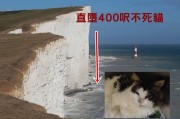 猫真有9条命：在英国直堕400呎悬崖不死