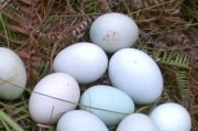 土鸡蛋真的比养殖场产的鸡蛋好吗 土鸡蛋好还是养殖鸡蛋好