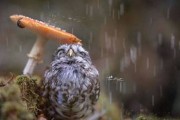 德国生态摄影师Tanja Brand拍到宠物猫头鹰在蘑菇下躲雨