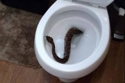 美国德州男童上厕所惊见马桶内有条西部菱纹背响尾蛇 专家又在家中发现另外23条