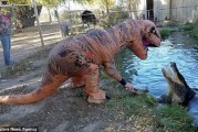 美国科罗拉多州爬虫动物园工作人员打扮成暴龙挑逗鳄鱼