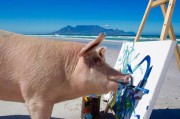 猪界毕加索：南非小猪Pigasso脱离肮脏屠宰场 咬笔杆画出缤纷新世界