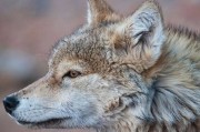 BBC再承认造假：《人类星球》纪录片中一只“野狼”实际上是一只半驯化的灰狼