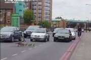 英国伦敦街道所有车辆停车为鹅家庭过马路让道