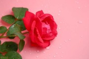 今日播报：21朵玫瑰代表什么（21朵玫瑰花的花语是什么）