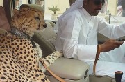 阿拉伯联合酋长国宣布禁止把大型猫科动物当作宠物饲养
