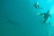 澳大利亚潜水者水下拍照未察觉身后潜伏巨大鲨鱼