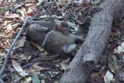 泰国母猴被车撞死 小猴子紧抱妈妈发出呜呜呜哭声