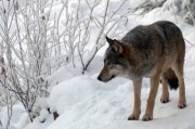 芬兰猎狼季开始 准杀全国5分1灰狼