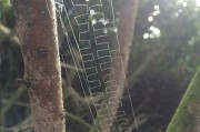天生就是艺术家：蜘蛛编织出一张由许多“王”字组成的网