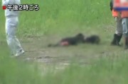 日本秋田县老妇上山摘菜疑遭遇野熊袭击身亡