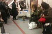 加拿大浣熊误闯地铁变超萌列车长 翻乘客包包：我在验票哦！