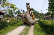 印度西孟加拉邦发生一起大象遭电死事件