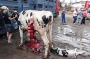 土耳其一头怀孕母牛在卡车上跋涉1800英里最后被迫在路边剖腹产 双双死亡