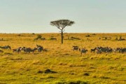 非洲动物大迁徙是什么时候 非洲动物大迁徙是何时