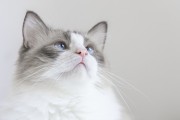 布偶猫的性格 布偶猫的性格特征是怎样的 宠物猫布偶的特点