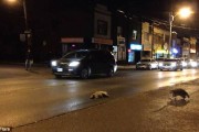 加拿大浣熊过马路被车撞死 同伴抱尸体痛哭